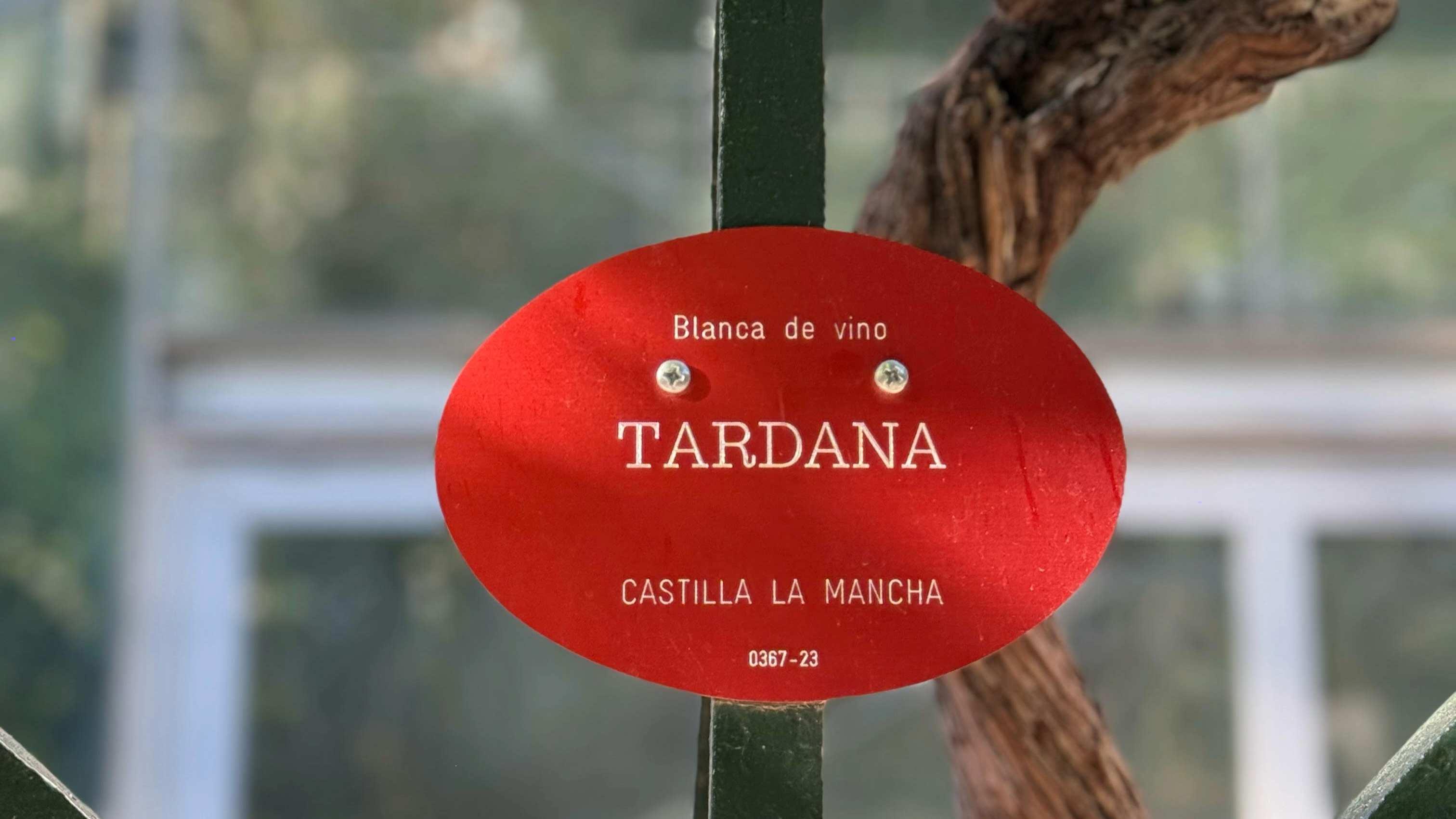 Spain’s Latest White Wine Wave